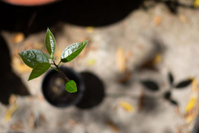 Close-up of green leaves