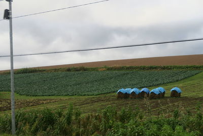 View of sheep on grassy field against sky