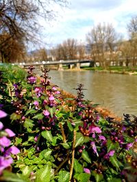 Close-up of pink flowering plants by lake against sky