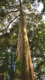 Low angle view of trees in forest