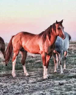 Horse standing in ranch