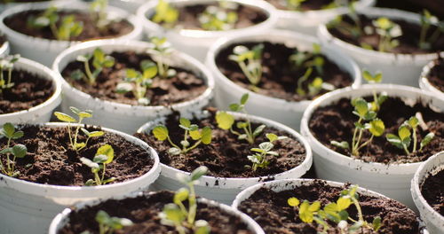 High angle view of potted plants