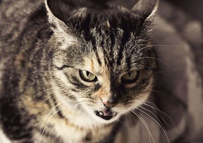 Close-up portrait of cat