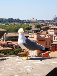 Seagull on wall against buildings in city