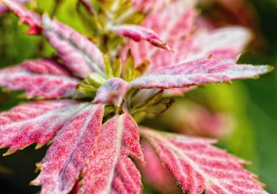 Close-up of pink flowering plant