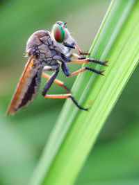 Close-up of insect on leaf