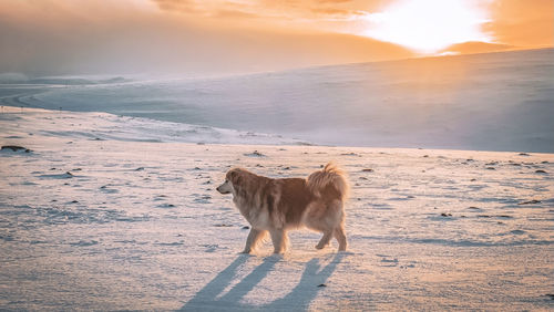 Dog running on beach against sky during sunset