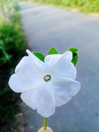 Close-up of white flowering plant