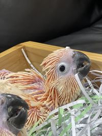 Close-up of fish in tank
