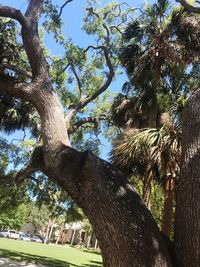 Low angle view of tree against sky