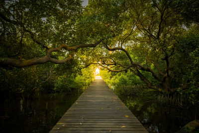 Footbridge amidst trees