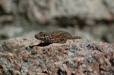 Close-up of lizard on rock