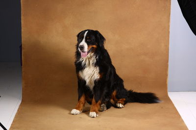 Portrait of dog sitting on floor