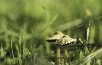 Two fungi from the fungi kingdom family among the forest grass, with unfocused green background