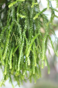 Close-up of pine tree