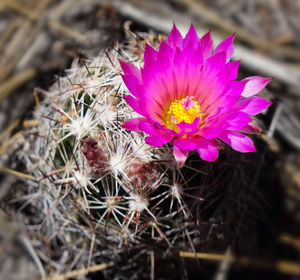 High angle view of pink flowering plant