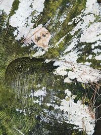 Full frame shot of tree trunk