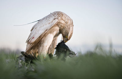 Close-up of white bird