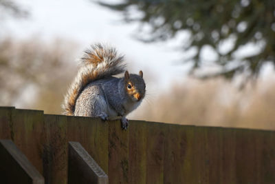 Squirrel on a fence