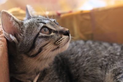 Close-up of a cat looking away
