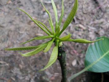 Close-up of plant growing outdoors