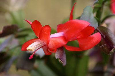 Close-up of pink flower