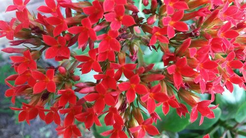 Close-up of red flowers