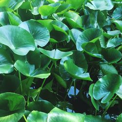 Full frame shot of plants