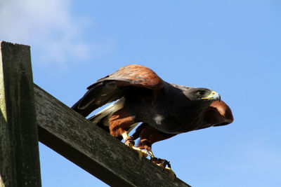 Low angle view of kite perching on wooden railing against clear sky