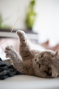 Cat sitting on bed