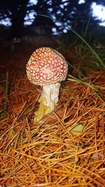 Close-up of fly agaric mushroom on field