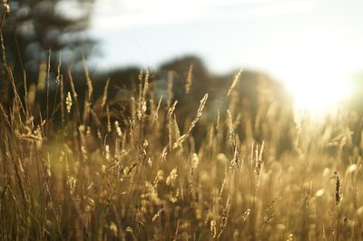Close-up of crops growing on field against bright sky