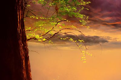 Close-up of branches against sky at sunset