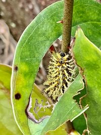 Close-up of insect on leaf