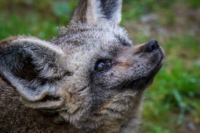 Close-up of dog looking away