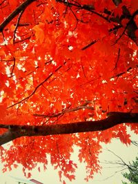 Autumn leaves on tree