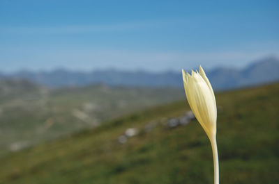 Close-up of white flowering plant on field