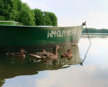 View of birds by the lake