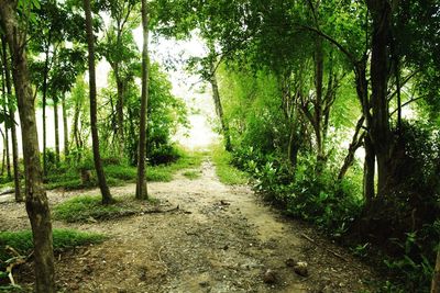 Footpath passing through forest
