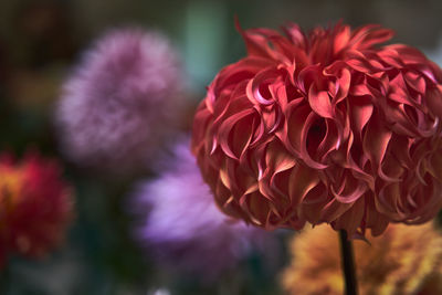 Close-up of pink dahlia