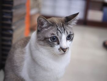 Close-up portrait of cat