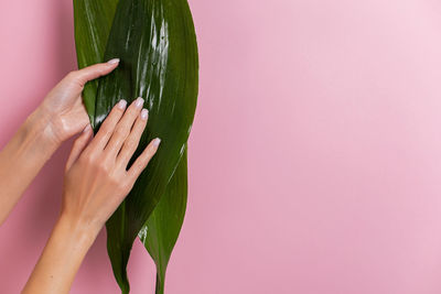 Women manicured hands hold a green tropical leaf on a pink background in the studio. copy space