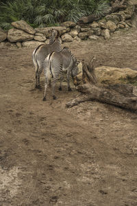 Zebras standing on ground