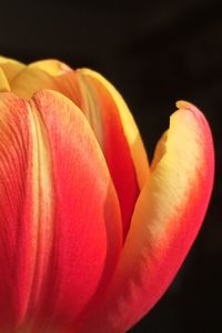 Close-up of red flower over black background
