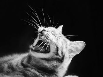 Close-up of cat against black background