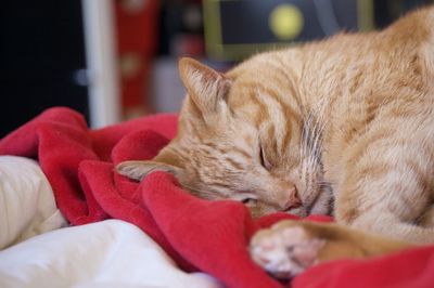 Close-up of cat lying on bed at home