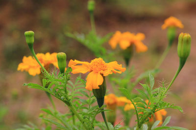 Close-up of orange flower blooming in park