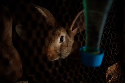 Close-up of a rabbit