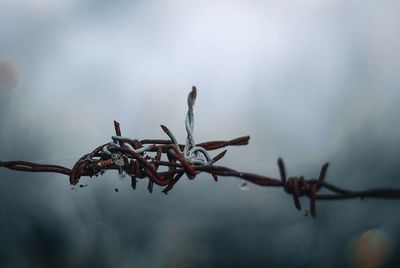 Close-up of dry plant during winter