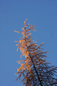 Low angle view of tree against clear blue sky